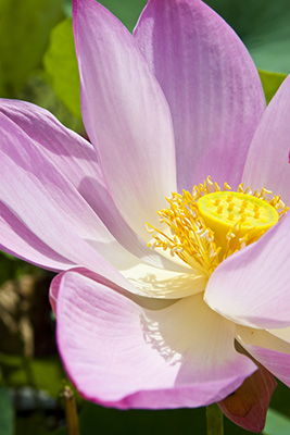 Geöffnete rosafarbene Lotusblüte