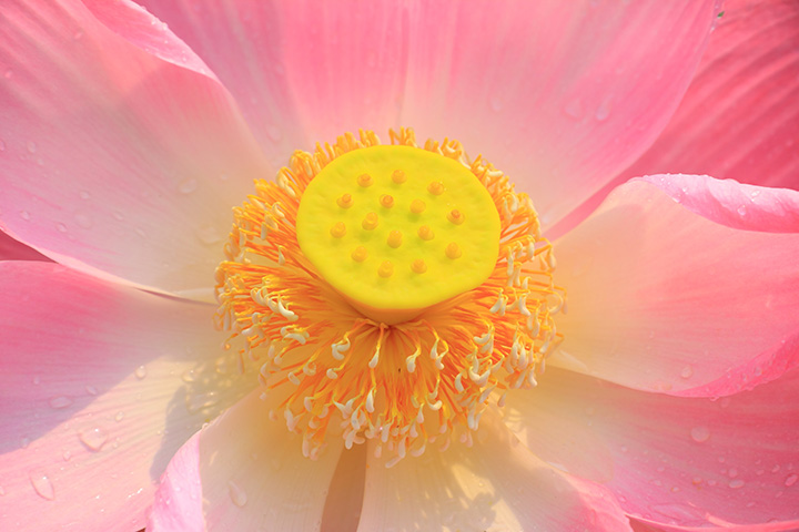 Geöffnete pinkfarbene Lotusblüte mit gelben Herzen