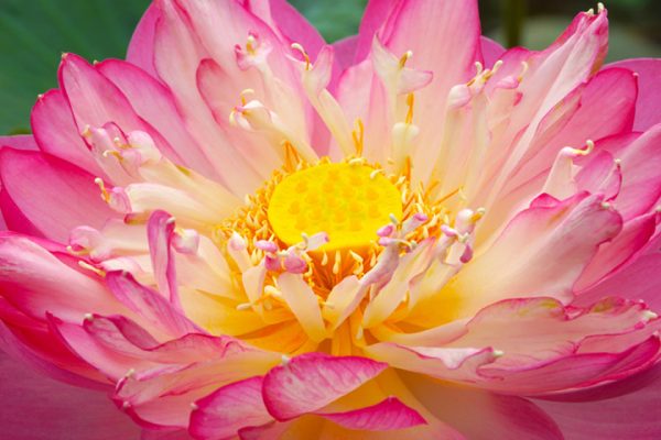 Geöffnete rosafarbene Lotusblüte mit gelben Blütenstempel