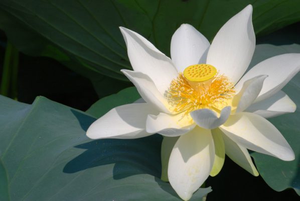 geöffnete weiße Lotusblume